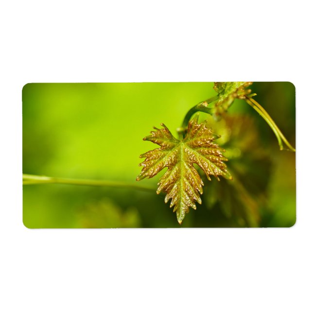Etiqueta Salida de la válvula de primavera (Frente)