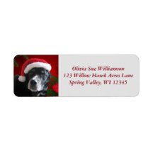 Santa Dog-Lab/Rott Mix con Pointsettia