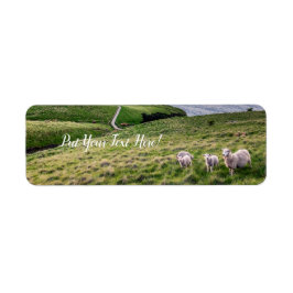 Etiqueta Sheep in New Zealand | Christchurch Landscape | NZ