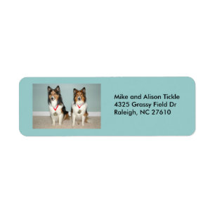 Etiqueta ¡Sheltie Champs!