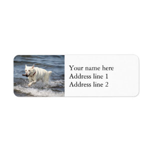 Etiqueta Shepard alemán blanco en el lago George