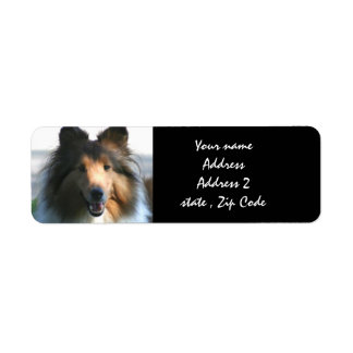 Etiqueta Shetland Sheepdog