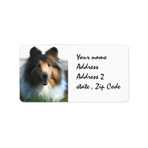 Etiqueta Shetland Sheepdog