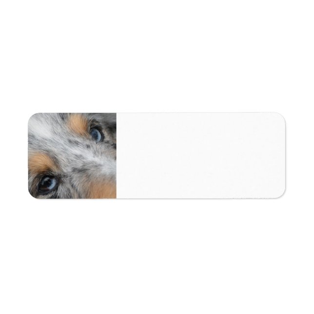 Etiqueta Shetland Sheepdog Blue Merle Eyes (Frente)