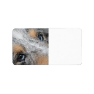 Etiqueta Shetland Sheepdog Blue Merle Eyes