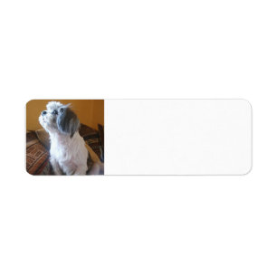 Etiqueta Shih_Tzu sitting.png