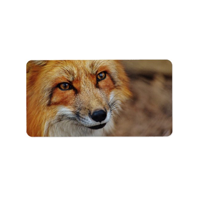 Etiqueta Sly Fox (Frente)