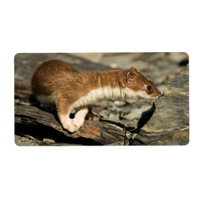 Etiqueta Sniffing Weasel (Frente)