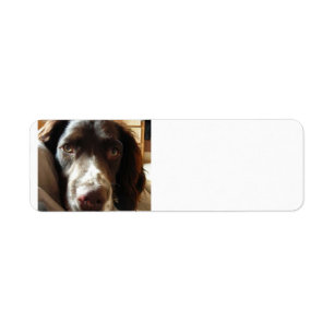 Etiqueta spaniel liver.png
