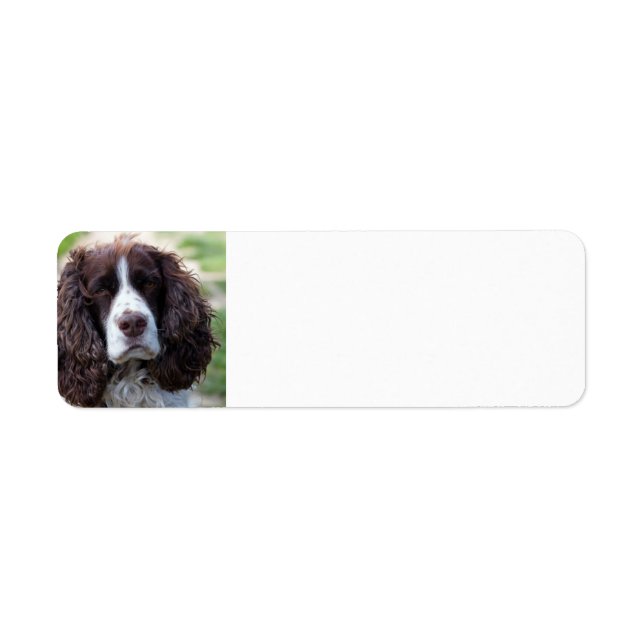 Etiqueta spaniel.png (Frente)