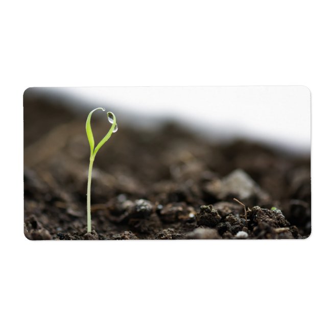 Etiqueta Sprout creciente (Frente)