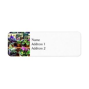 Etiqueta SQ_AfricanVioletsForSaleViolets africanos en venta