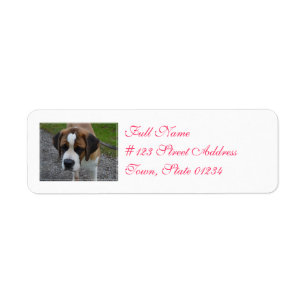 Etiqueta St Bernard adorable