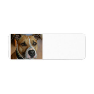 Etiqueta staffy.png