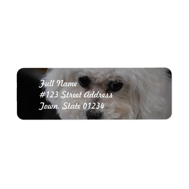 Etiqueta Sweet Bichon Frise (Frente)