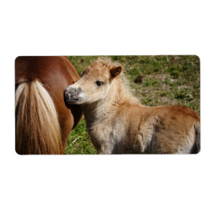 Etiqueta Sweet Haflinger Foal