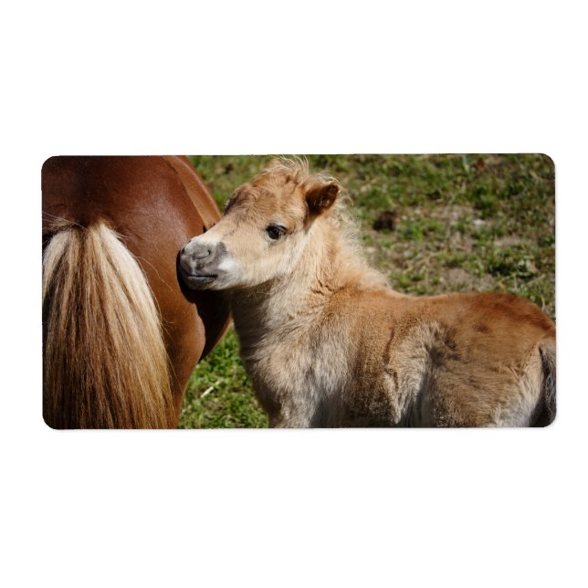 Etiqueta Sweet Haflinger Foal (Frente)