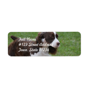 Etiqueta Sweet Springer Spaniel