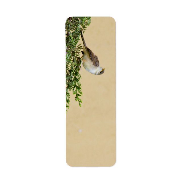 Etiqueta Tarjeta postal de Sparrow (Frente)