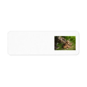 Etiqueta Tender Mother Moose