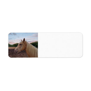 Etiqueta Tennessee Walking Horse