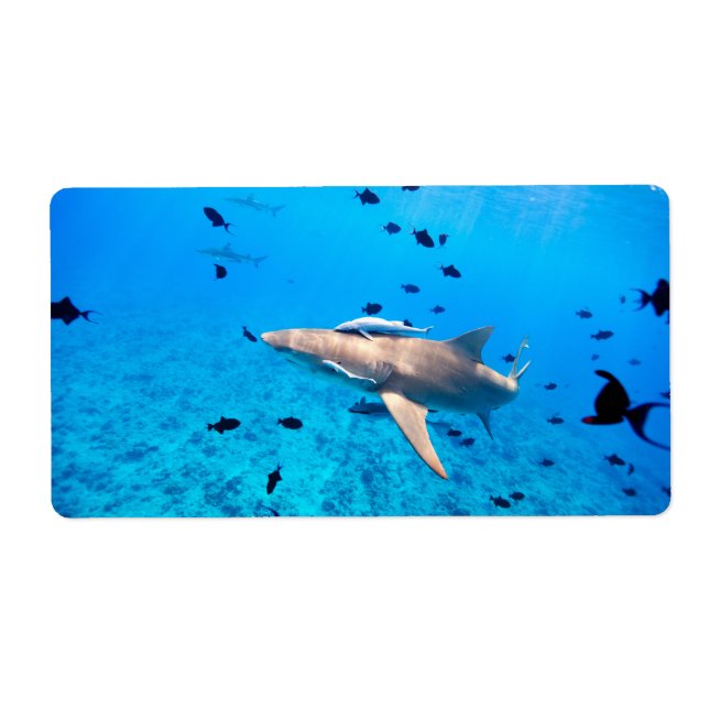 Etiqueta Tiburón (Frente)