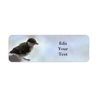 Tidi my Bird the Parus Major