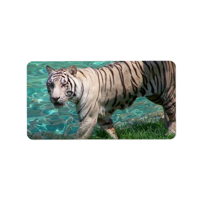 Etiqueta Tigre blanco contra foto de caminante de agua azul (Frente)