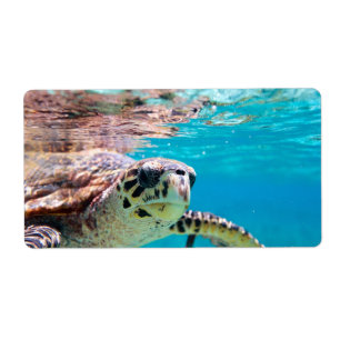 Etiqueta Tortuga