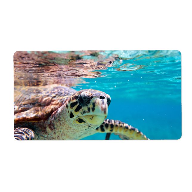 Etiqueta Tortuga (Frente)