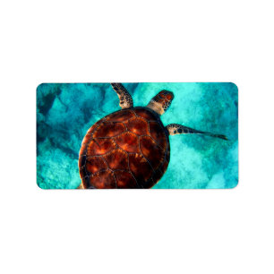 Etiqueta Tortuga de mar gloriosa