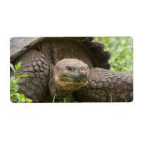 Tortuga gigante