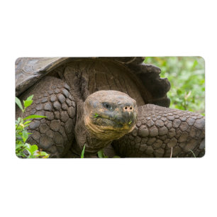 Etiqueta Tortuga gigante
