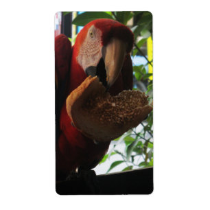 Etiqueta Tostada de loro de Macaw escarlata