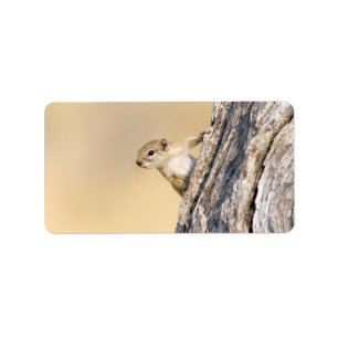 Etiqueta Tree squirrel