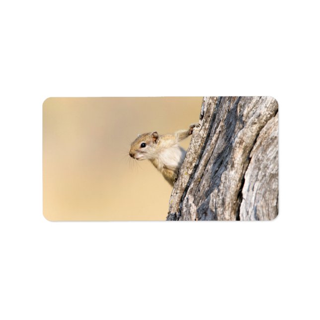 Etiqueta Tree squirrel (Frente)