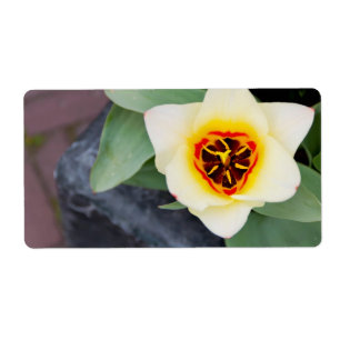 Etiqueta Tulipán