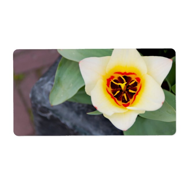 Etiqueta Tulipán (Frente)