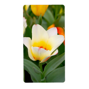 Etiqueta Tulipán