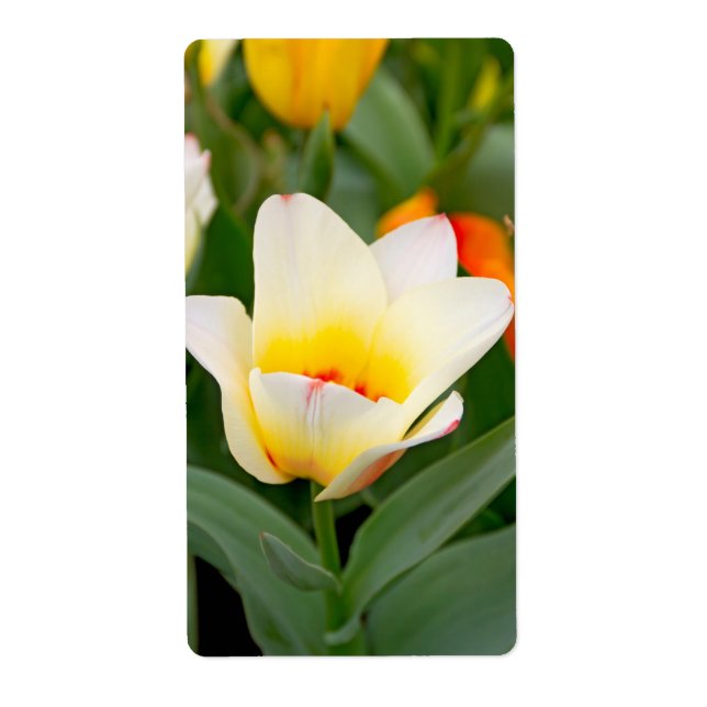 Etiqueta Tulipán (Frente)