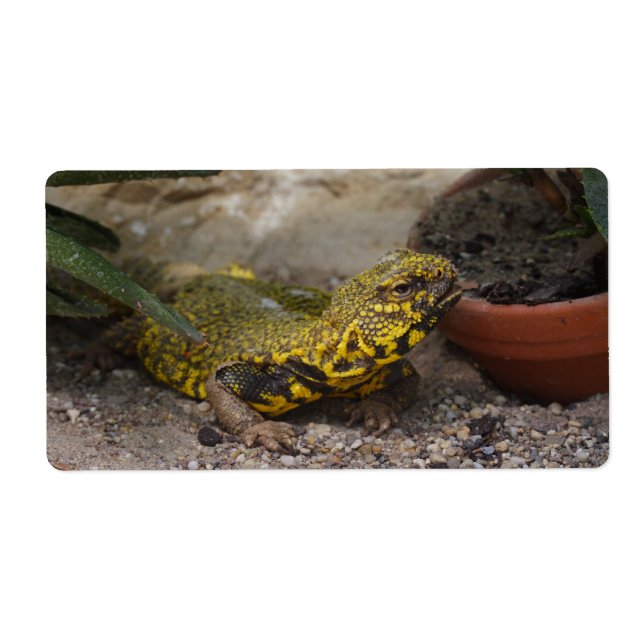 Etiqueta Uromastyx geyri (Frente)
