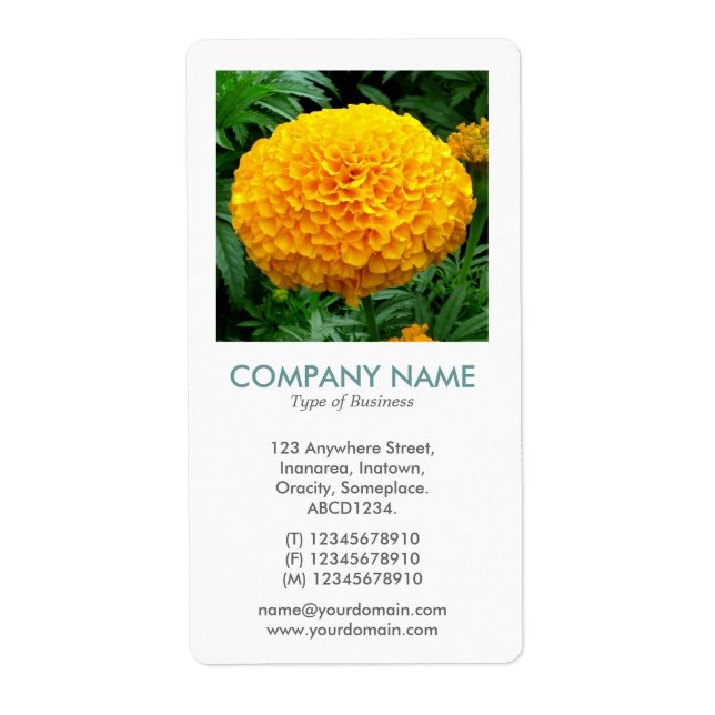 Etiqueta V Square Photo - Chrysanthemum II (Frente)