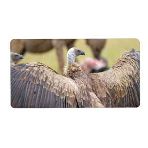 Etiqueta Vulture and Hyena