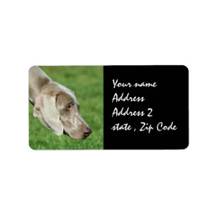 Etiqueta Weimaraner