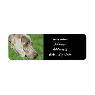 Etiqueta Weimaraner