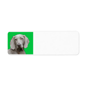 Etiqueta weimaraner 2