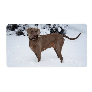 Etiqueta Weimaraner En Invierno