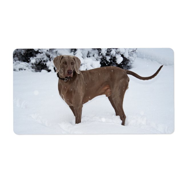 Etiqueta Weimaraner En Invierno (Frente)