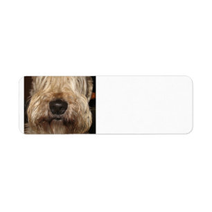 Etiqueta wheaton revestido suave terrier.png