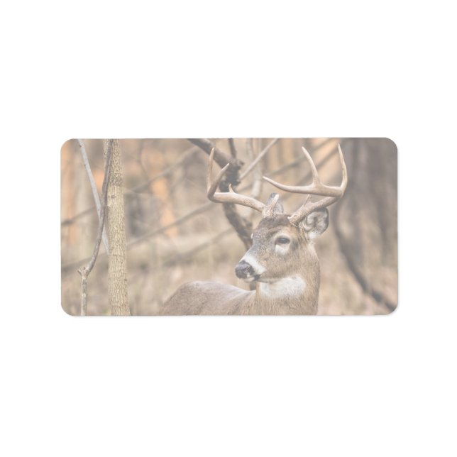 Etiqueta White Tail Deer Buck (Frente)